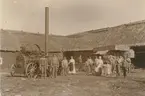 Hösttröskningen vid Gästis den 22 september 1908. I bakgrunden i mitten handlanden Alfred Björck.