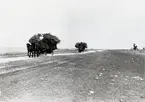 Rågkörning vid Byxelkrok på Öland.
Foto: den 7/8 1912