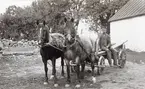 Lantbrukare Johan Edvard Carlsson på flakvagn förspänd med parhästar.