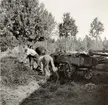 Gödsel lastas för att köras ut på åkern, Erlandsson, Valåkra by.