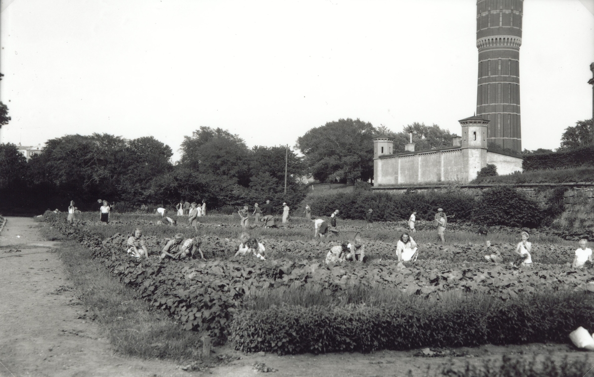 Trädgårdsskötsel vid Tullskolan 1942-07-31. Under andra världskriget bedrev många skolor trädgårdsskötsel som ett led i folkförsörjningen.