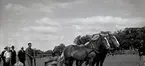 Hästpremiering med arbetsprov och fölbedömning. Troligen 1930-talet.