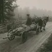 En man transporterar störar med oxe och vagn i Gröndal.