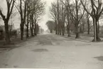 Slottsallén i Kalmar. Till höger ligger Stadsparken.