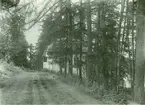 Vägen till ladugården på Fågelviks herrgård med den stora lärkträdsplanteringen. I mitten magasinet.