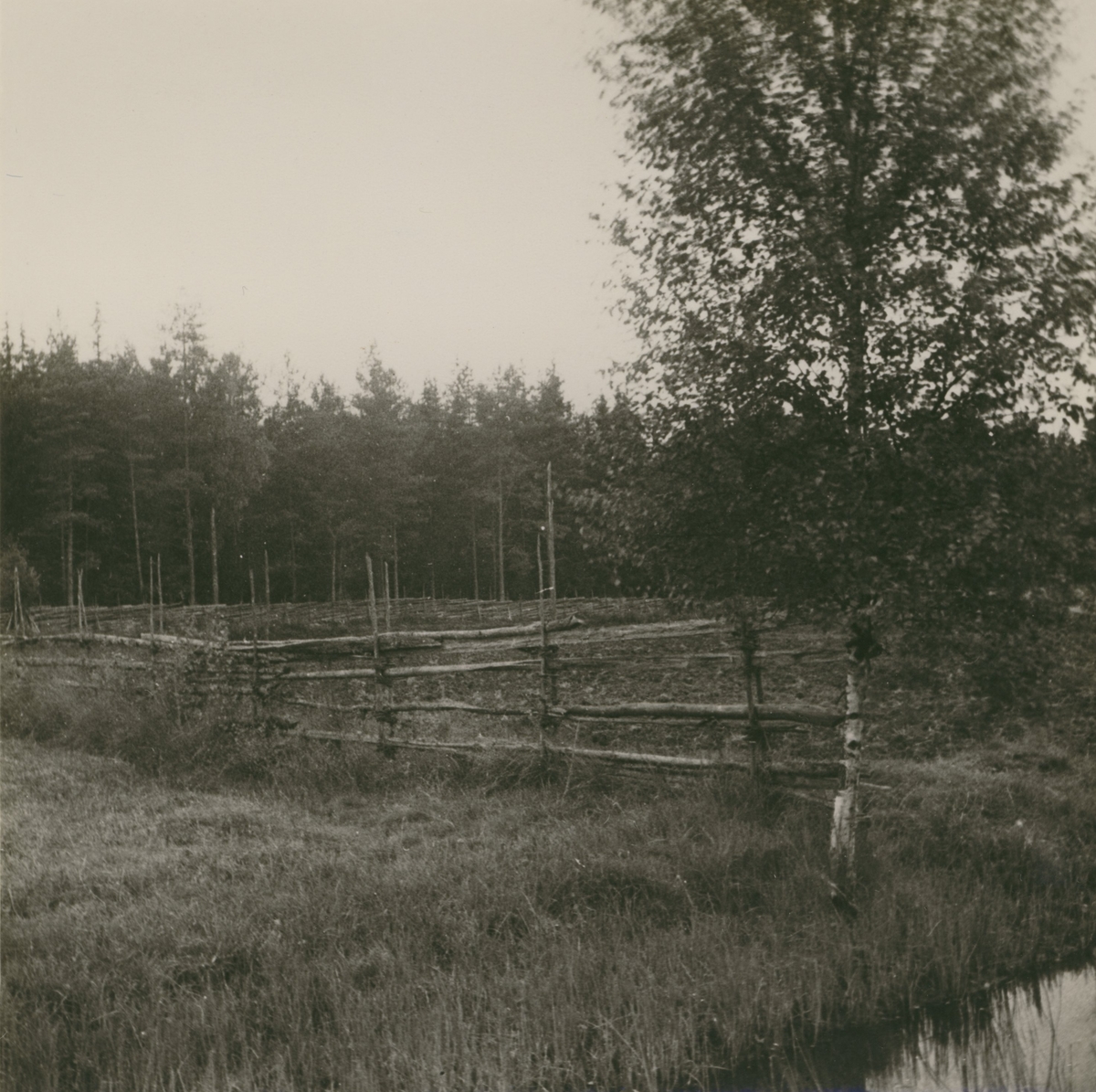 Hägnad på Osbrokärret.