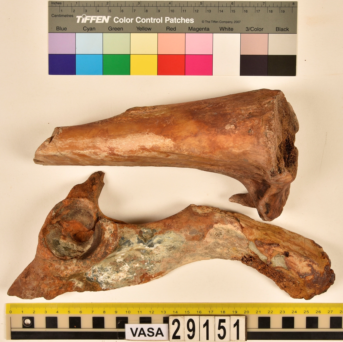 Nötben.
1 st. del av bäckenben (pelvis).
1 st. skenben (tibia).