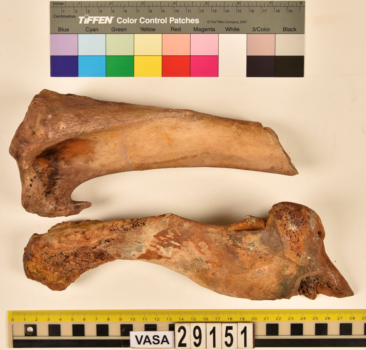 Nötben.
1 st. del av bäckenben (pelvis).
1 st. skenben (tibia).