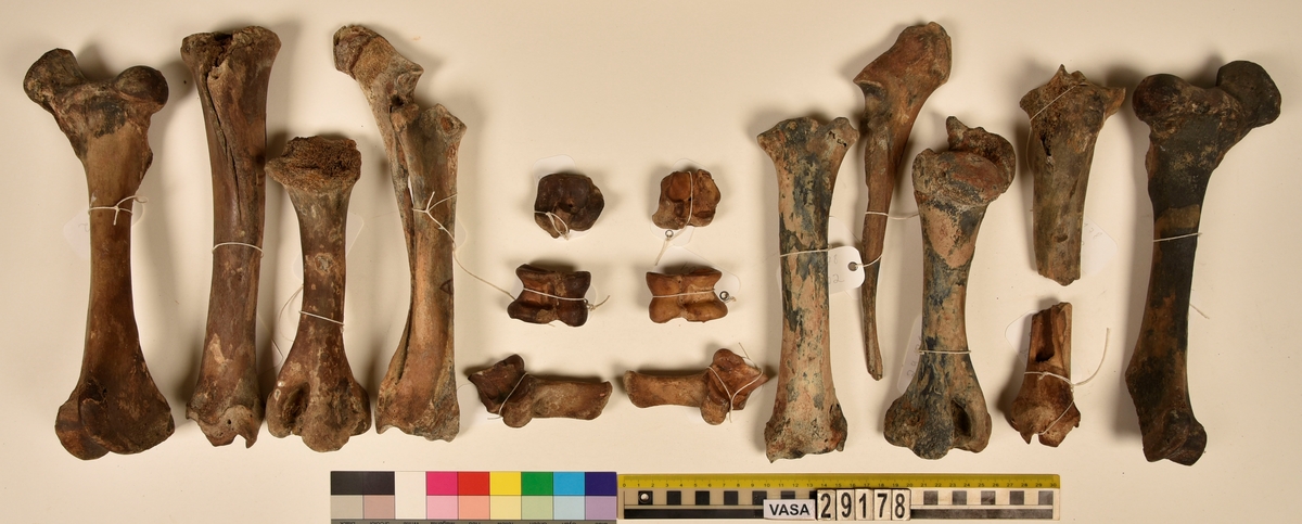 Ben från nötkreatur (Bos taurus).
2 st. överarmsben (humerus sin/dx).
2 st. strålben (radius sin/dx).
2 st. armbågsben (ulna sin/dx).
2 st. lårben (femur sin/dx).
2 st. skenben (varav en är i två delar)(tibia sin/dx).
2 st. hälben (calcaneus sin/dx).
2 st. språngben (astragalus sin/dx).
2 st. fotrotsben (os centrotarsale sin/dx).
1 st. skulderblad (scapula sin)
1 st. höftben/bäckenben i tre delar (coxae sin).
13 st. revben (costae).
1 st. kranieben/nackben (os occipitale).
1 st. första halskotan (atlas).
1 st. andra halskotan (axis).
5 st. halskotor (vertebrae cervicale).
13 st. bröstkotor (vertebrae thoracale).
6 st. ländkotor, varav en är den sista ländkotan (vertebrae lumbale).
1 st. korsben (sacrum).