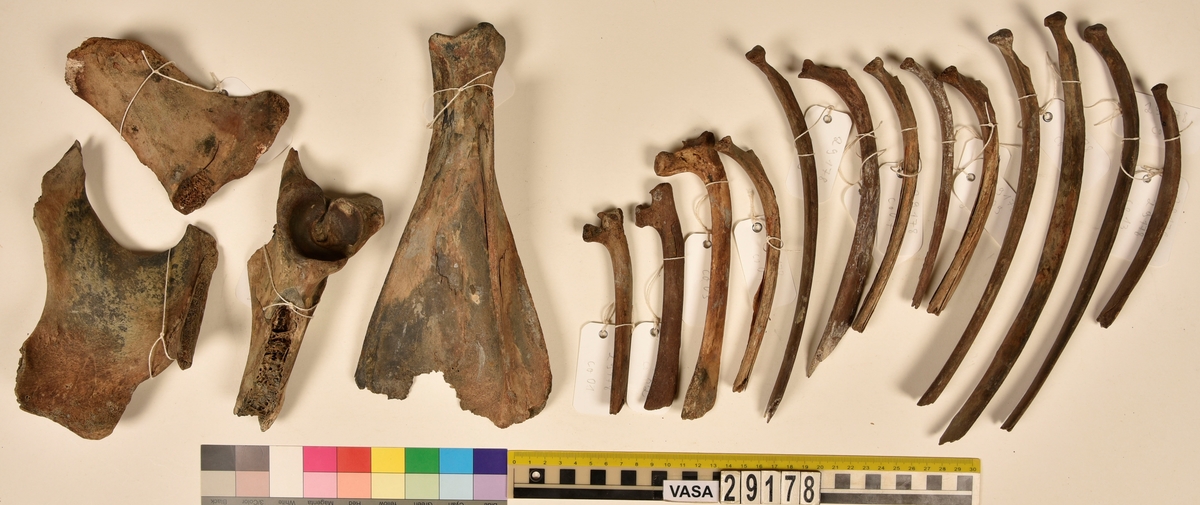 Ben från nötkreatur (Bos taurus).
2 st. överarmsben (humerus sin/dx).
2 st. strålben (radius sin/dx).
2 st. armbågsben (ulna sin/dx).
2 st. lårben (femur sin/dx).
2 st. skenben (varav en är i två delar)(tibia sin/dx).
2 st. hälben (calcaneus sin/dx).
2 st. språngben (astragalus sin/dx).
2 st. fotrotsben (os centrotarsale sin/dx).
1 st. skulderblad (scapula sin)
1 st. höftben/bäckenben i tre delar (coxae sin).
13 st. revben (costae).
1 st. kranieben/nackben (os occipitale).
1 st. första halskotan (atlas).
1 st. andra halskotan (axis).
5 st. halskotor (vertebrae cervicale).
13 st. bröstkotor (vertebrae thoracale).
6 st. ländkotor, varav en är den sista ländkotan (vertebrae lumbale).
1 st. korsben (sacrum).