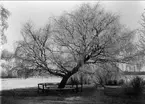 Karlsborg, från Vätterns stränder. Björken vid fortifikationens smedja. Foto: Alfred Sjöberg. Förstoring 29 x 39 cm.