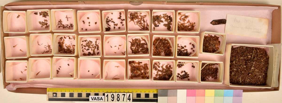 Ben från strömming (Clupea harengus membras).

606 st. kotor (vertebrae).

76 st. (39 sin+37 dx samt en del fragment) dentalia.

66 st. (29+37) hyomandibularia.

67 st. opercularia.

57 st. (29+28) maxillaria.

57 st. (30+27) articularia.

4 st. opisthotica.

54 st. quadrata.

52 st. (29+23) keratohyalia.

48 st. exoccipitalia.

47 st. (24+23) epihyalia.

39 st. (28+11) frontalia.

30 st. urostyli.

10 st. ectopterygoidea.

10 st. (7+3) supracleithralia ventr.

7 st. (4+3) supraleithralia dorsalia.

3 st. parasphenoidea.

2 st. orbitosphenoidea.

1 st. basihyale.

53 st. prootica.