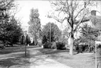 Skara. 
Kvarteret Herrgården.
Kråk. I östra delen av museiparken.
Foto från söder.