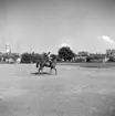 Ryttare (Gun Bergius?) på marknadsplatsen vid SKLS (Skaraborgs Läns Slakteriförening), Skara. 1956.