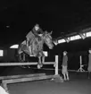 Ryttartävling i SKLS (Skaraborgs Läns Slakteriförening) uppvisningshall, Skara. 22/3 1953.