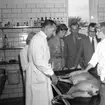 Chefsveterinär Löfstedt instruerar. 13/7 1962.