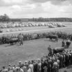 Hushållningssällskapets sommarmöte 13/6 1960: 
Tjurarna går i ringen.