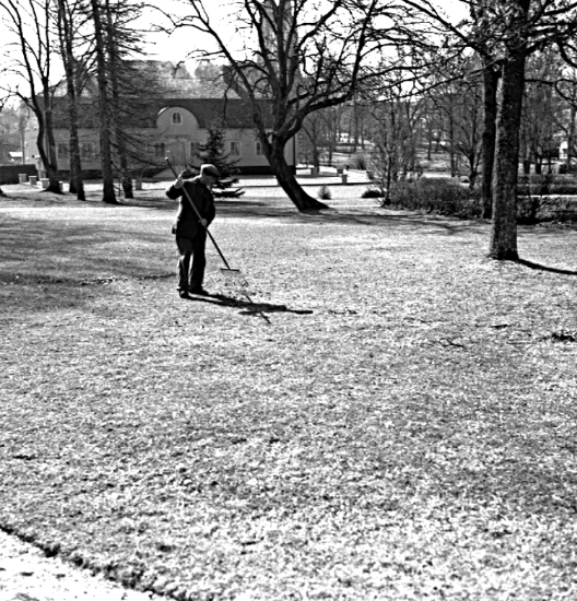 Skara. Kommunalarbetare Ström och Käck vårstädar i Museiparken 19..