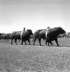 Skara. Hushållningssällskapets Utställning 14-16 juni 1957.