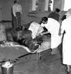 Skara. Veterinärinrättningen. Hästoperation 1951