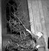 Skara. 
Domkyrkan, grantändning 1956.