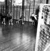 Skara. 
Handboll 11/3 1951.