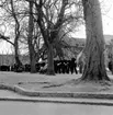 Skara. Krabbelund, studenternas uppvaktning troligen 1964.

Grönsakstorget