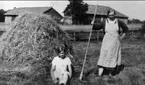 Höskörd på Vaberget år 1930. Anna och Hulda Gustavsson (mor och dotter). Förstoring 29 x 40 cm. Neg finns.