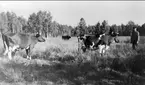 Svanvik, Anneberg. Otto Larsson med sina kossor vid Gullens hage omkr 1945. Förstoring 31 x 50 cm. Neg finns.