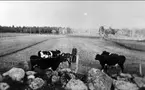 Svanvik, Anneberg. Otto Larsson med sina kossor vid Gullens hage omkr 1945.