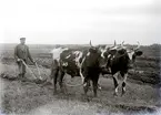 Bonde plöjer med sina oxar.