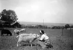 Elsa och fåren, Häljesgården 1950-talet.