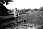 Häljesgården.
Erik Gustavsson kör ogräsharv, år 1954.