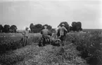 Erik Gustavsson, Axel Lager och Lars Eriksson år 1942.
Fotot tillhör brev daterat 24/4 1942 till Axel Lager från Stockholm.