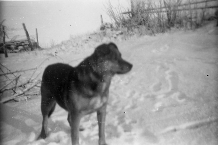 Heljesgårdens hund, Tussie.