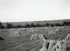 Havreskörd, Heljesgården 1940-talet.