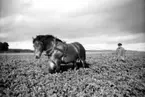 Erik Gustavsson med hästen Gunder rensar rotfrukter, Heljesgården 1940-talet.