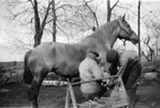 Smeden/hovslagare Folke Jönsson, Hornborga, skor hästen Docka på Heljesgården 1940-talet.