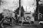 Smeden/hovslagare Folke Jönsson, Hornborga, skor hästen Docka på Heljesgården.
1940-talet.