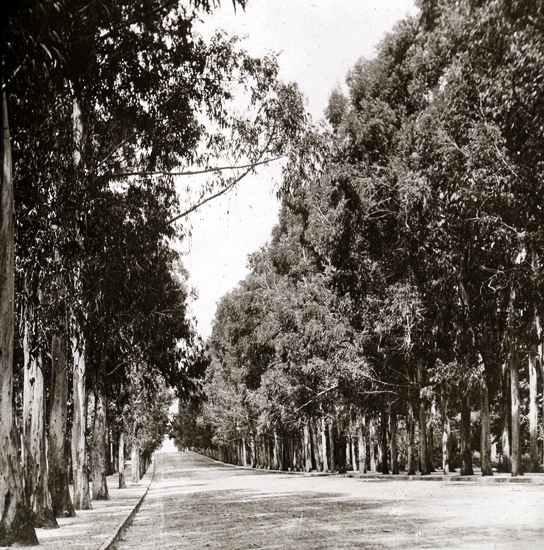 Verlag Dr. Franz Stoedtner, Berlin NW7. Eucalyptusträd i La Plata ...