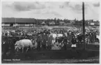 Kreatursmarknad på Galgamon i Värnamo i början av 1900-talet.