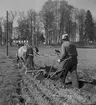 Potatissättning.
Våren 1940