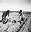 Potatissättning.
Våren 1940