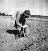 Potatissättning.
Våren 1940