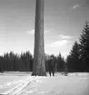 Tallen vid stormuren med skog o jägmästare Axel Jonsson. 1942