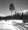 Tallen vid stormuren med skog o jägmästare Axel Jonsson. 1942