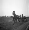 Hästägarkannan.

November 1946
