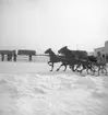 Trav, lopp nr:2. 24/2 1946