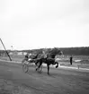 Trav den 25/8 1946.
Bellcore & Westergren vinner på 1.24,7/1 960 meter före Scotchman.