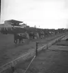 Amatörloppet, travet 14/4 1946.